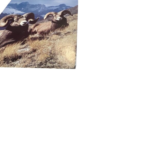 Audubon Nature Yearbook 1988 Hardcover Book - Picture 5 of 7